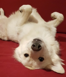 Pablo